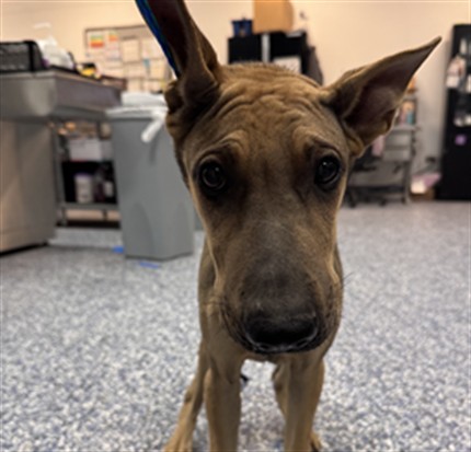Shelter Stray Male Dog last seen Near BLOCK WINDLASS DR, MECCA, CA, Thousand Palms, CA, USA