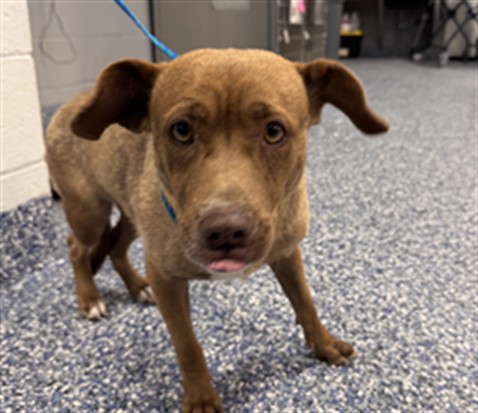 Shelter Stray Female Dog last seen Near BLOCK WINDLASS DR, MECCA, CA, Thousand Palms, CA, USA