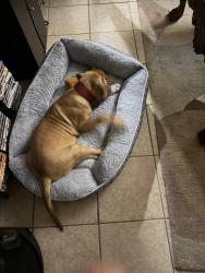 Found/Stray Male Dog last seen Cypress station, Houston, TX 77090