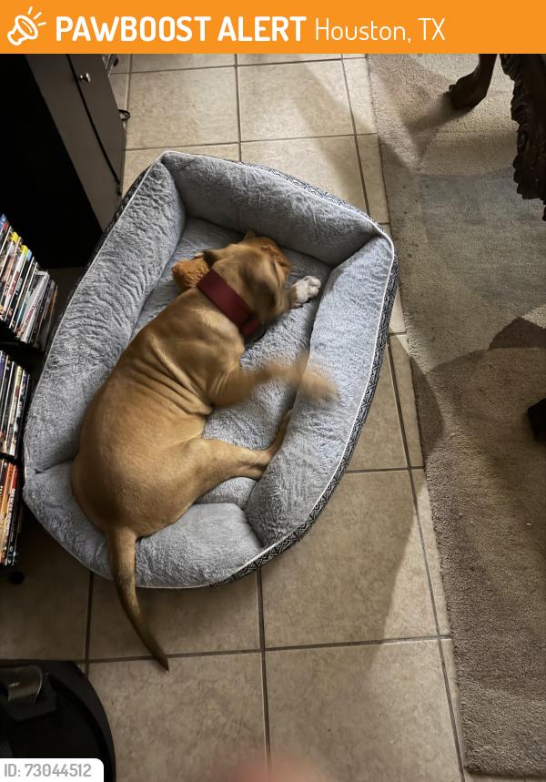 Found/Stray Male Dog last seen Cypress station , Houston, TX 77090