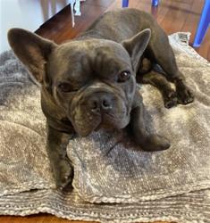 Shelter Stray Male Dog last seen , 957 N Gaffey St, San Pedro, CA 90731, USA