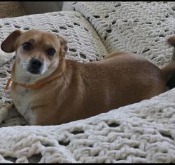 Lost Female Dog last seen Jupiter, Temecula, CA 92592
