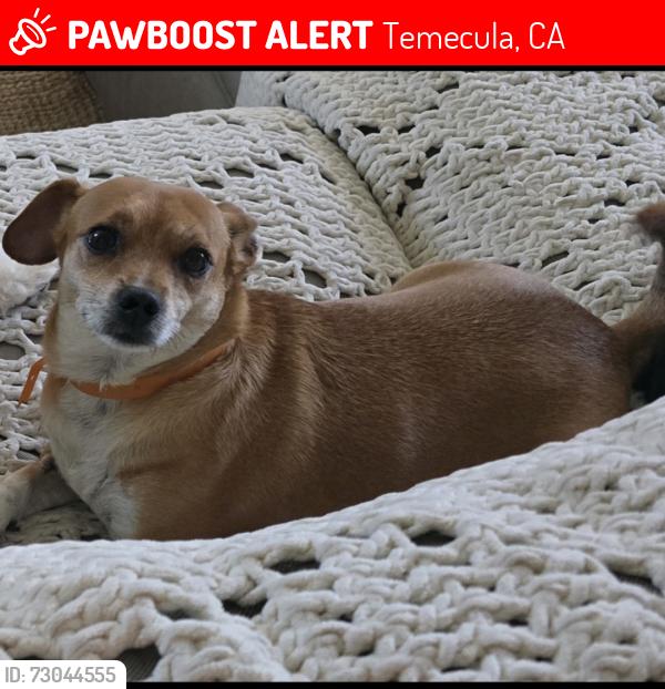 Lost Female Dog last seen Jupiter, Temecula, CA 92592