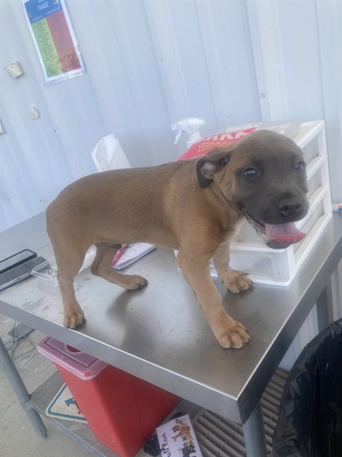 Shelter Stray Male Dog last seen Near BLOCK ASHER AVE, TAFT CA 93268, 3951 Fruitvale Ave, Bakersfield, CA 93308, USA