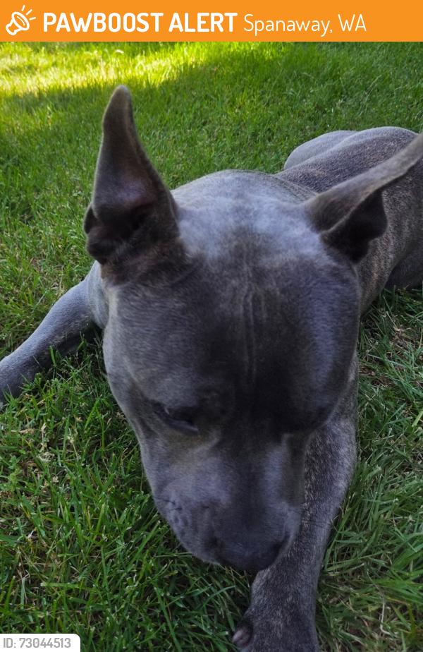 Found/Stray Unknown Dog last seen 7th Ave E / Military Rd E, Spanaway, WA 98445