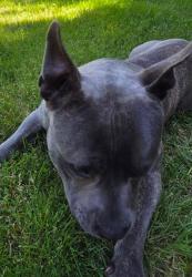 Found/Stray Unknown Dog last seen 7th Ave E / Military Rd E, Spanaway, WA 98445