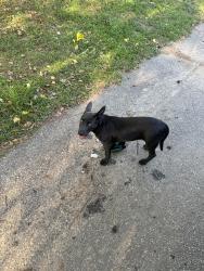 Found/Stray Female Dog last seen Marshall Park, Columbia, SC 29203