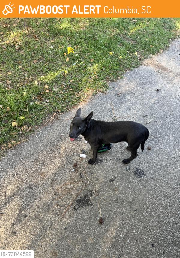 Found/Stray Female Dog last seen Marshall Park, Columbia, SC 29203