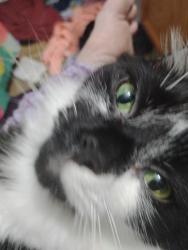 Lost Male Cat last seen Buttermilk falls in kittanning pa, Kittanning, PA 16201