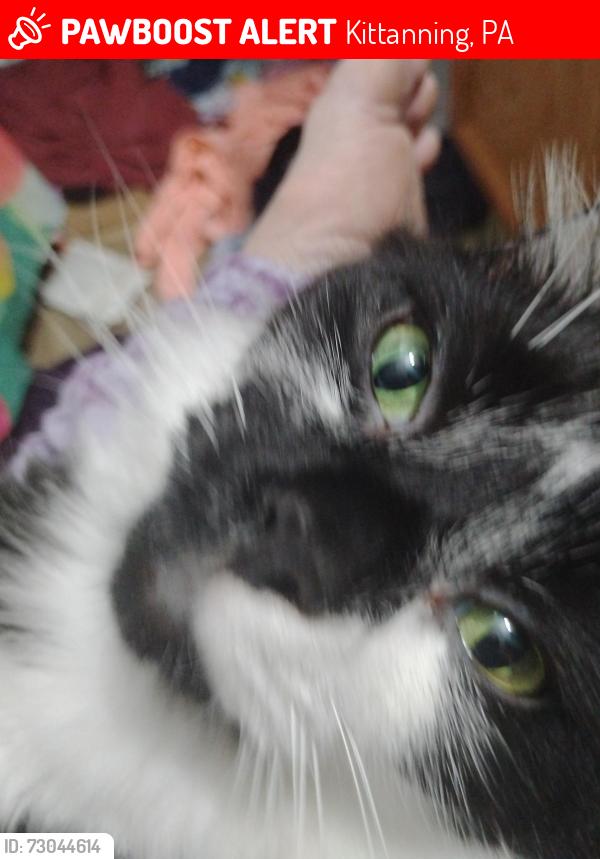 Lost Male Cat last seen Buttermilk falls in kittanning pa, Kittanning, PA 16201