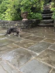 Found/Stray Male Cat last seen Straits, Middlebury, CT 06708