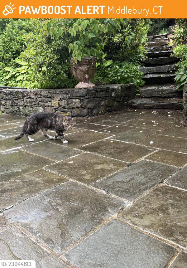 Found/Stray Male Cat last seen Straits, Middlebury, CT 06708