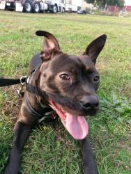 Reunited Female Dog last seen S Church st and w bay ave, Tampa, FL 33616
