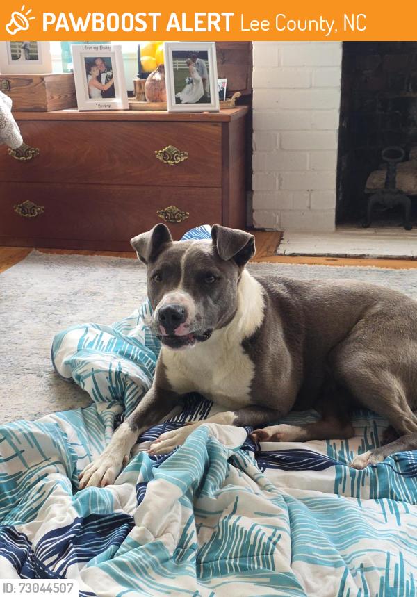 Found/Stray Female Dog last seen Swann Station Rd, Lee County, NC 27332