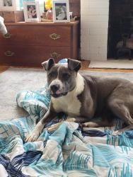 Found/Stray Female Dog last seen Swann Station Rd, Lee County, NC 27332