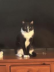 Lost Male Cat last seen Harper Landing apmts, Wilmington, NC 28403