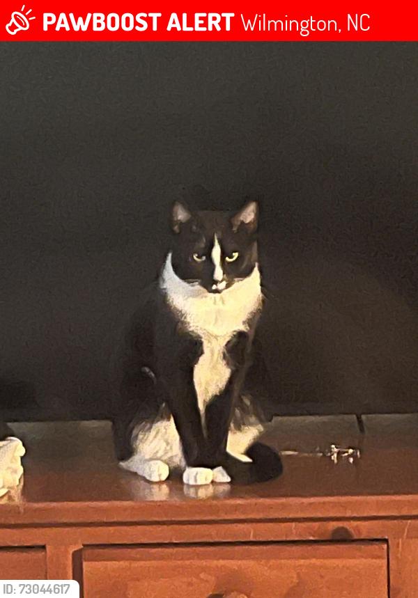 Lost Male Cat last seen Harper Landing apmts, Wilmington, NC 28403