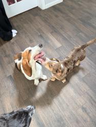 Found/Stray Female Dog last seen barossa valley ln, Harris County, TX 77449