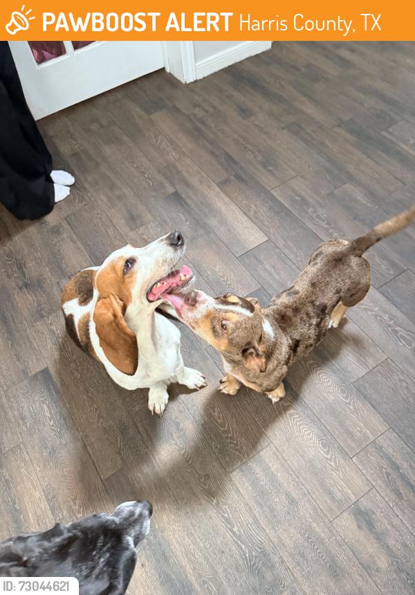Found/Stray Female Dog last seen barossa valley ln, Harris County, TX 77449