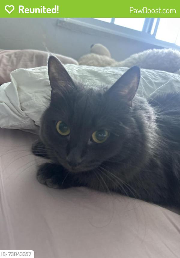 Reunited Female Cat last seen Deerford Rd, Toronto, ON M2J 3J3