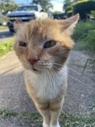 Found/Stray Male Cat last seen Franklin street, Winston-Salem, NC 27101