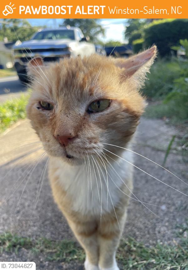 Found/Stray Male Cat last seen Franklin street, Winston-Salem, NC 27101