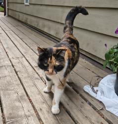 Lost Female Cat last seen Briarwood Crescent, Mill Bay, BC V8H 1A5