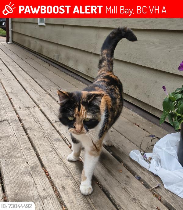 Lost Female Cat last seen Briarwood Crescent, Mill Bay, BC V8H 1A5