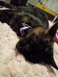 Lost Female Cat last seen Near south 29th st, Temple, TX 76504