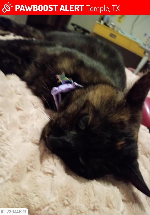 Lost Female Cat last seen Near south 29th st, Temple, TX 76504
