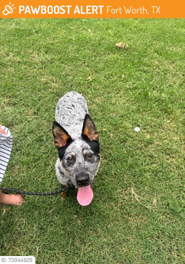 Found/Stray Male Dog last seen Near , Fort Worth, TX 76104