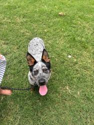 Found/Stray Male Dog last seen Near , Fort Worth, TX 76104