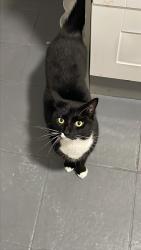 Reunited Male Cat last seen Fairway, Essex, England SS12