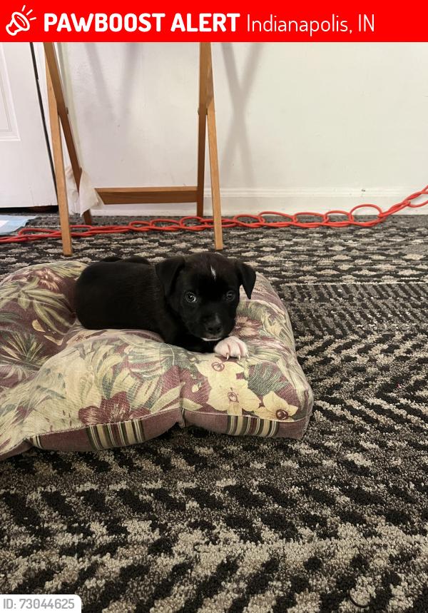 Lost Male Dog last seen Pleasant run, Indianapolis, IN 46203