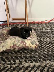 Lost Male Dog last seen Pleasant run, Indianapolis, IN 46203