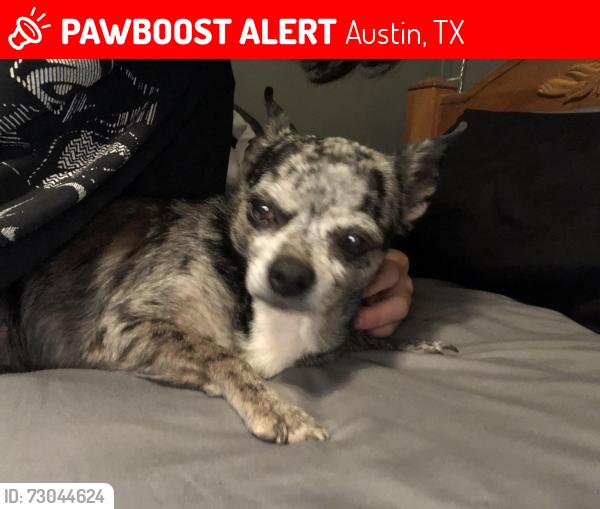 Lost Male Dog last seen Near west rundberg lane, Austin, TX 78758