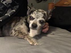 Lost Male Dog last seen Near west rundberg lane, Austin, TX 78758
