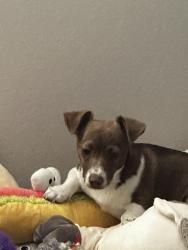 Lost Male Dog last seen Santa Ana , Fontana, CA 92337
