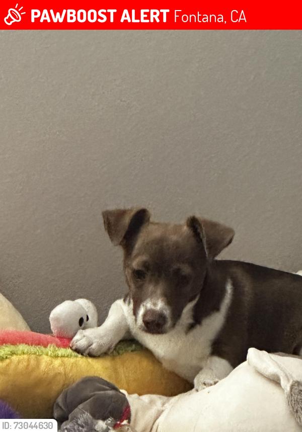 Lost Male Dog last seen Santa Ana , Fontana, CA 92337