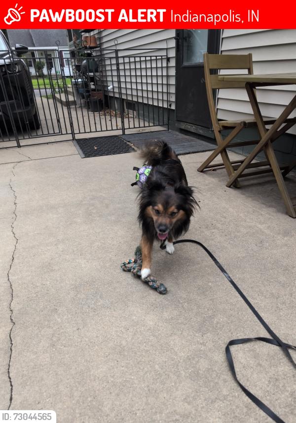 Lost Male Dog last seen Ritter and 21st, Indianapolis, IN 46218