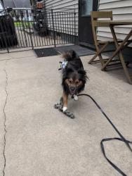 Lost Male Dog last seen Ritter and 21st, Indianapolis, IN 46218