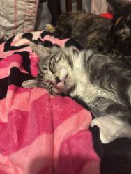 Lost Female Cat last seen Bethesda and woodbine ave, Whitchurch-Stouffville, ON L4A 7X5