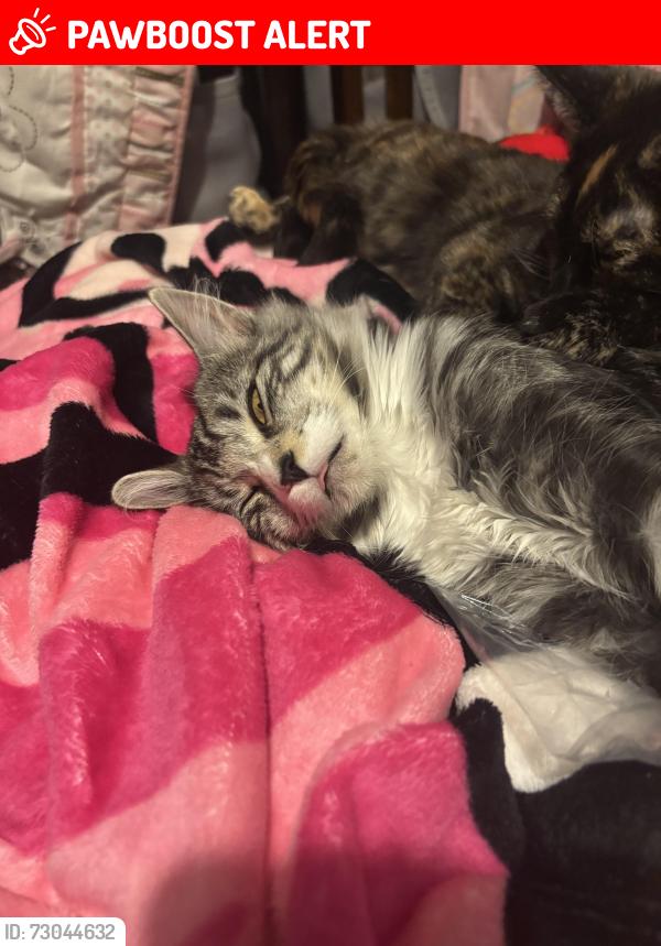 Lost Female Cat last seen Bethesda and woodbine ave, Whitchurch-Stouffville, ON L4A 7X5