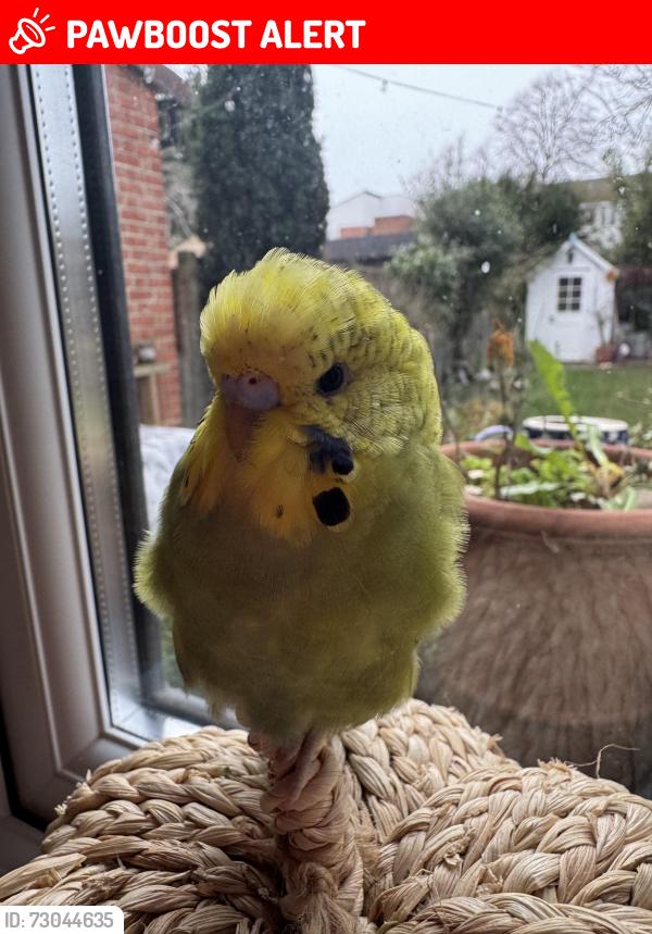 Lost Female Bird last seen Tangier road, Greater London, England TW10 5DW