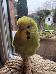 Lost Female Bird last seen Tangier road, Greater London, England TW10 5DW