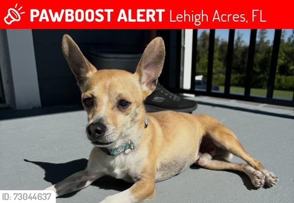 Lost Male Dog last seen Douglas Ln, Lehigh Acres, FL 33973