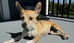 Lost Male Dog last seen Douglas Ln, Lehigh Acres, FL 33973