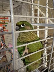 Found/Stray Unknown Bird last seen Maupin ave portsmouth, Portsmouth, VA 23702