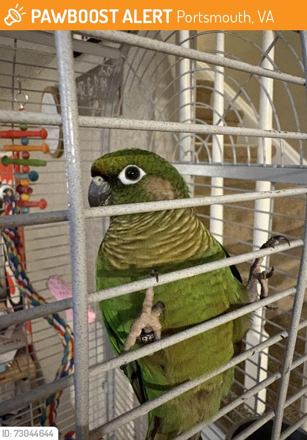 Found/Stray Unknown Bird last seen Maupin ave portsmouth, Portsmouth, VA 23702