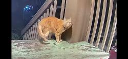 Found/Stray Male Cat last seen 90th East F Street, Tacoma, WA 98445
